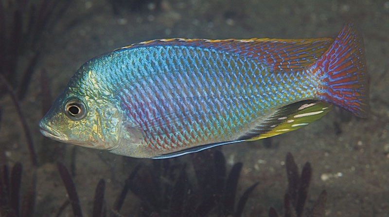 Protomelas similis 'Thumbi West Island'